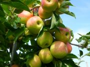 Apfel